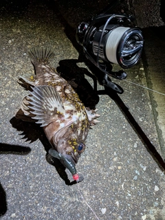 オウゴンムラソイの釣果
