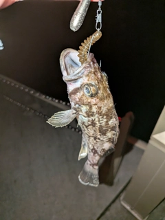 クロソイの釣果