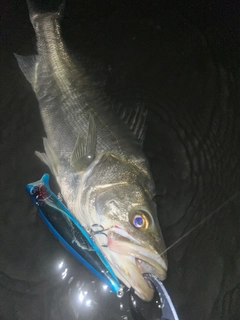マルスズキの釣果