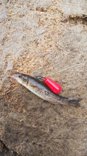 アブラハヤの釣果