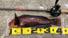 アブラコの釣果
