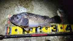 クロソイの釣果