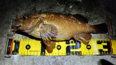 ガヤの釣果