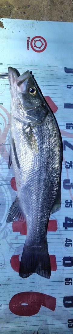 フッコ（ヒラスズキ）の釣果