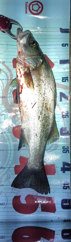 フッコ（ヒラスズキ）の釣果