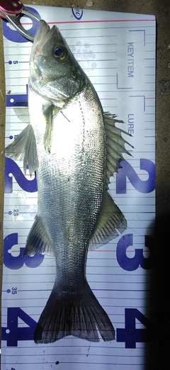 フッコ（ヒラスズキ）の釣果