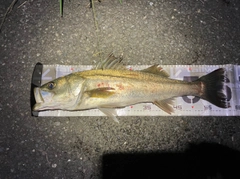 スズキの釣果