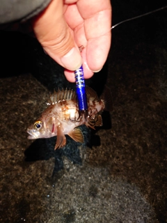 メバルの釣果