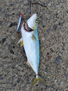 ワカシの釣果