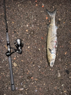 ボラの釣果