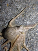 タコの釣果