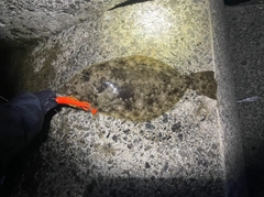 ヒラメの釣果