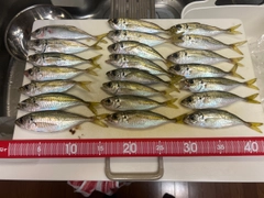 マアジの釣果