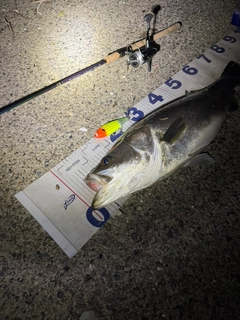 シーバスの釣果