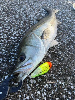シーバスの釣果