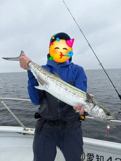 サワラの釣果
