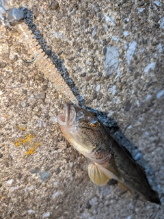 マハゼの釣果