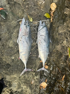スマカツオの釣果