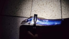 タチウオの釣果