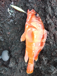 アカハタの釣果