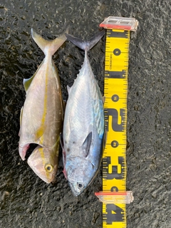 スマガツオの釣果