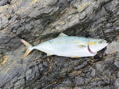 イナダの釣果