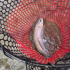 ニジマスの釣果