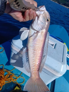 シロアマダイの釣果