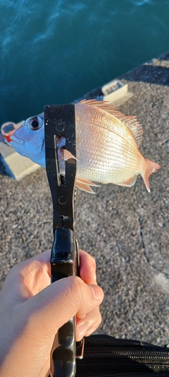 チャリコの釣果
