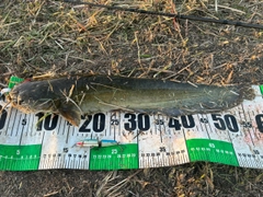 ナマズの釣果