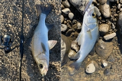 ヒラスズキの釣果