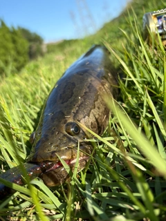 ライギョの釣果