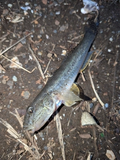 マハゼの釣果
