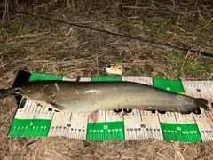 ナマズの釣果