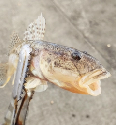 マハゼの釣果