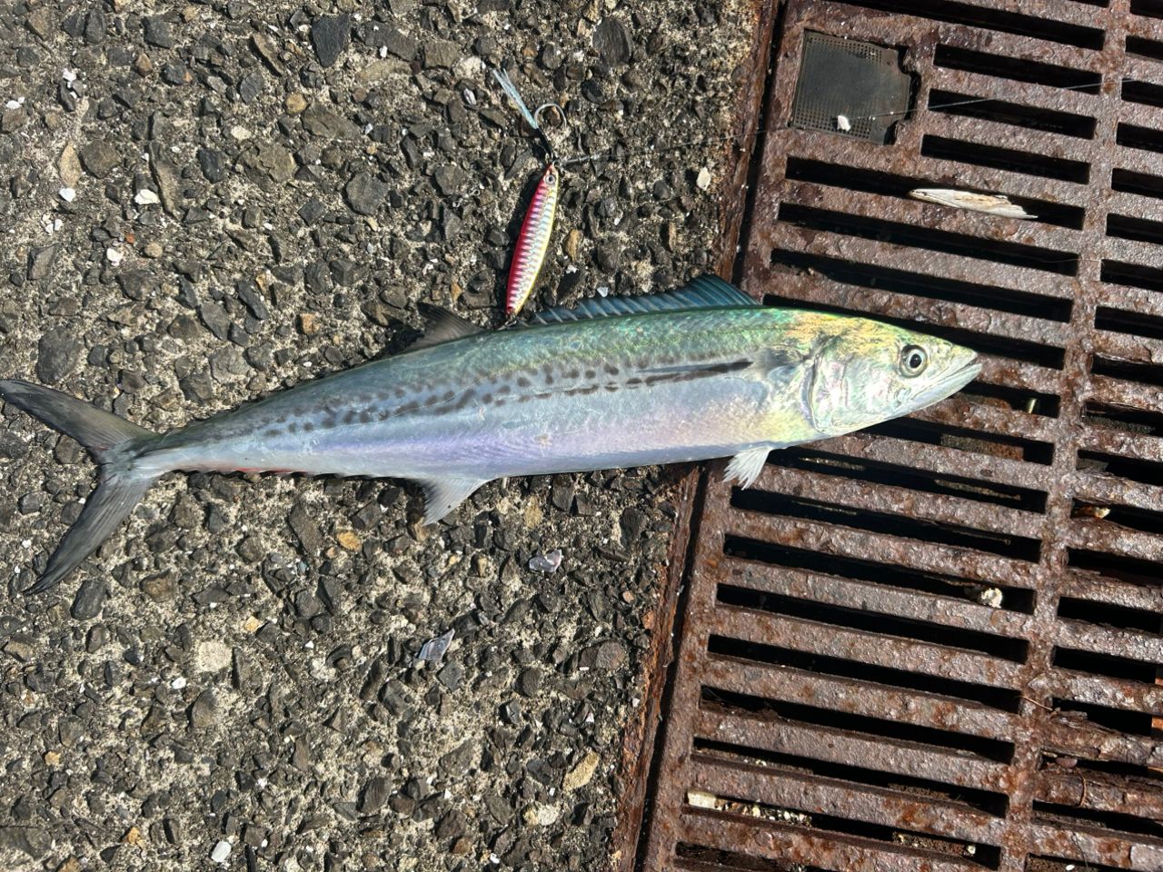 ぎょさん釣り情報