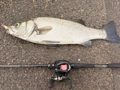 ヒラスズキの釣果