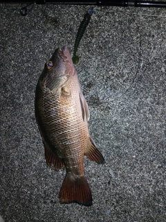 ゴマフエダイの釣果