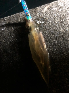 ヤリイカの釣果
