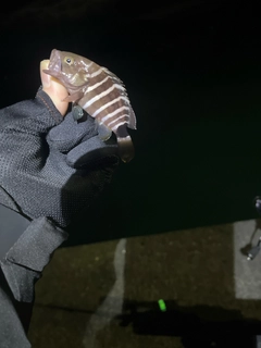 ハタの釣果