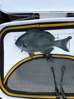 メジナの釣果