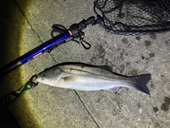 セイゴ（ヒラスズキ）の釣果