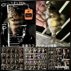 メバルの釣果