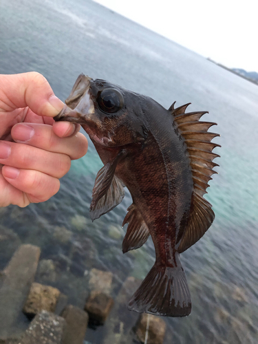 クロメバルの釣果