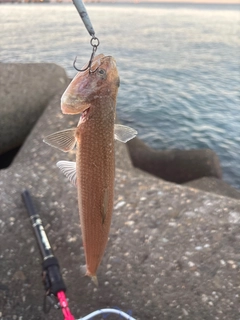 エソの釣果