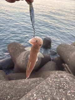 エソの釣果