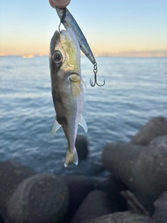 フグの釣果