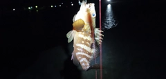 アコウの釣果