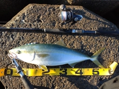 イナダの釣果