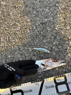 タチウオの釣果